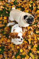 Emma GAUBEN-FORGEAUD - FORGEAUD PHOTO